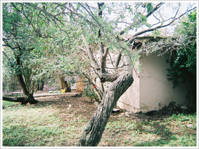 Abandoned House Before Yard